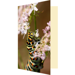 Carte chenille machaon