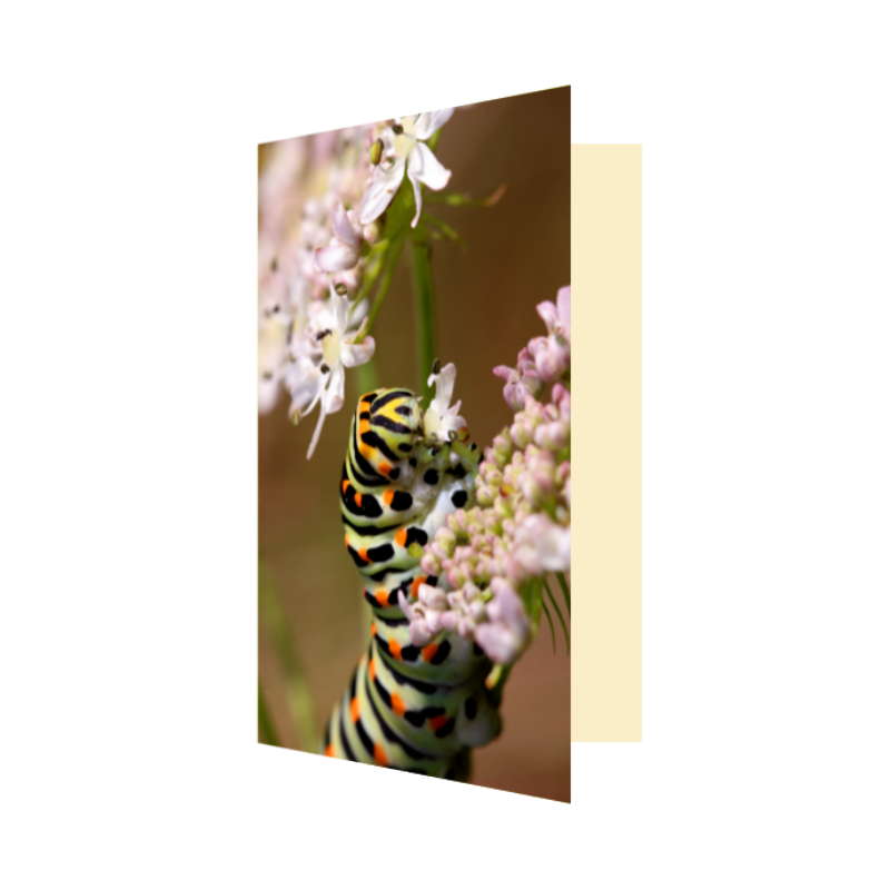 Carte chenille machaon