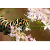 Carte chenille machaon