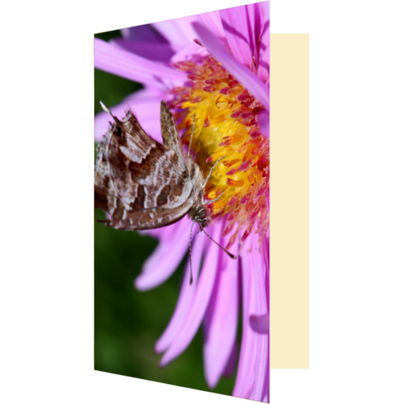 Carte papillon fleur rose
