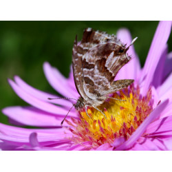 Carte papillon fleur rose