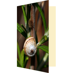 Carte face à face escargot