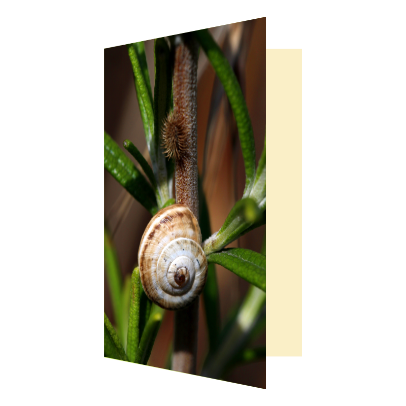 Carte face à face escargot