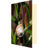 Carte face à face escargot