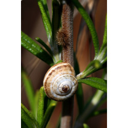 Carte face à face escargot