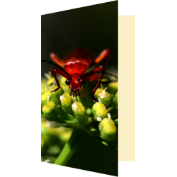 Carte téléphore fauve