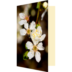 Carte fleurs de prunier