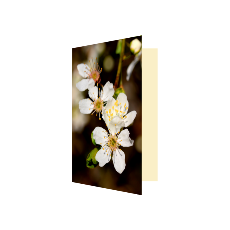 Carte fleurs de prunier
