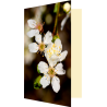 Carte fleurs de prunier