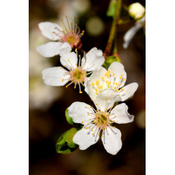 Carte fleurs de prunier