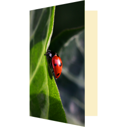 Carte coccinelle et rayon...