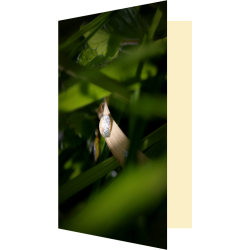 Carte bijou aquatique