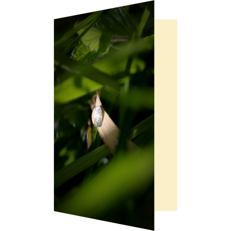 Carte bijou aquatique