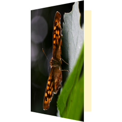 Carte papillon vue du dessous