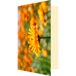 Carte champ de soucis