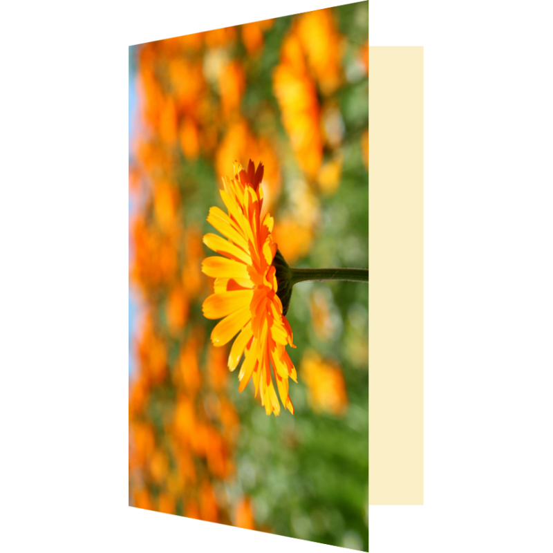 Carte champ de soucis