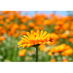 Carte champ de soucis