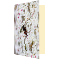 Carte fourmi fleurie