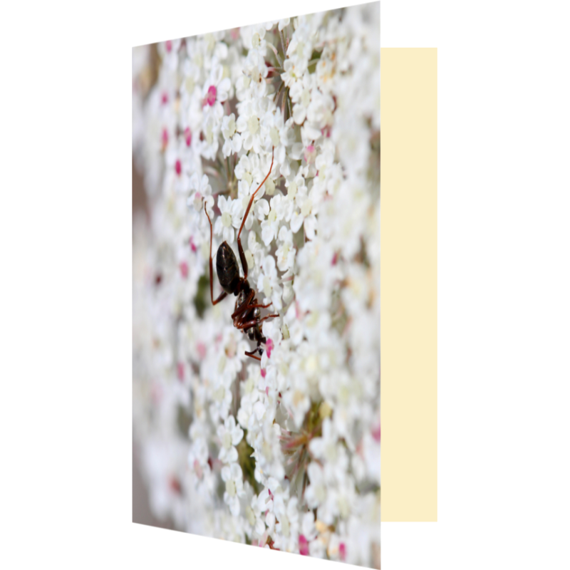 Carte fourmi fleurie