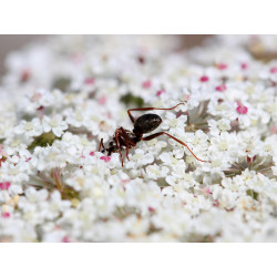 Carte fourmi fleurie