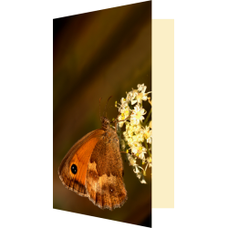 Carte papillon fleur...