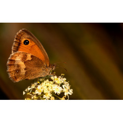 Carte papillon fleur carotte sauvage