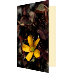 Carte fleur d'oxalis