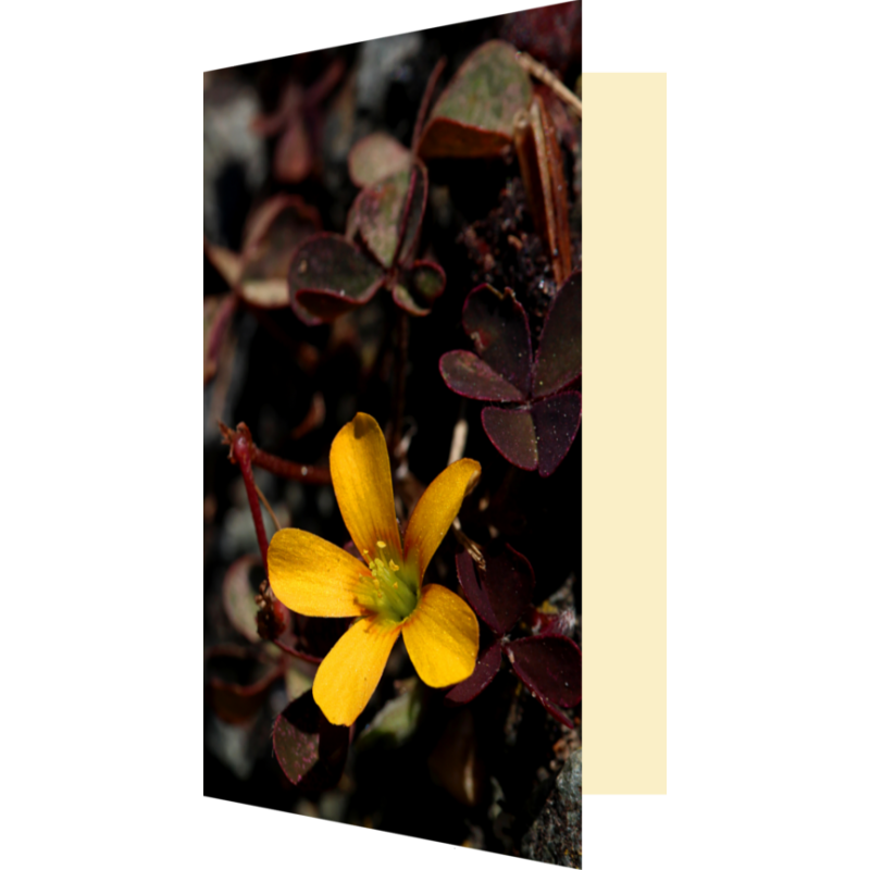 Carte fleur d'oxalis