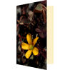 Carte fleur d'oxalis