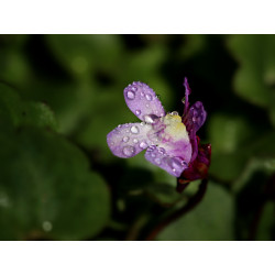 Carte fleur de cymbalaire et gouttes d'eau