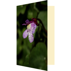 Carte fleur de cymbalaire...