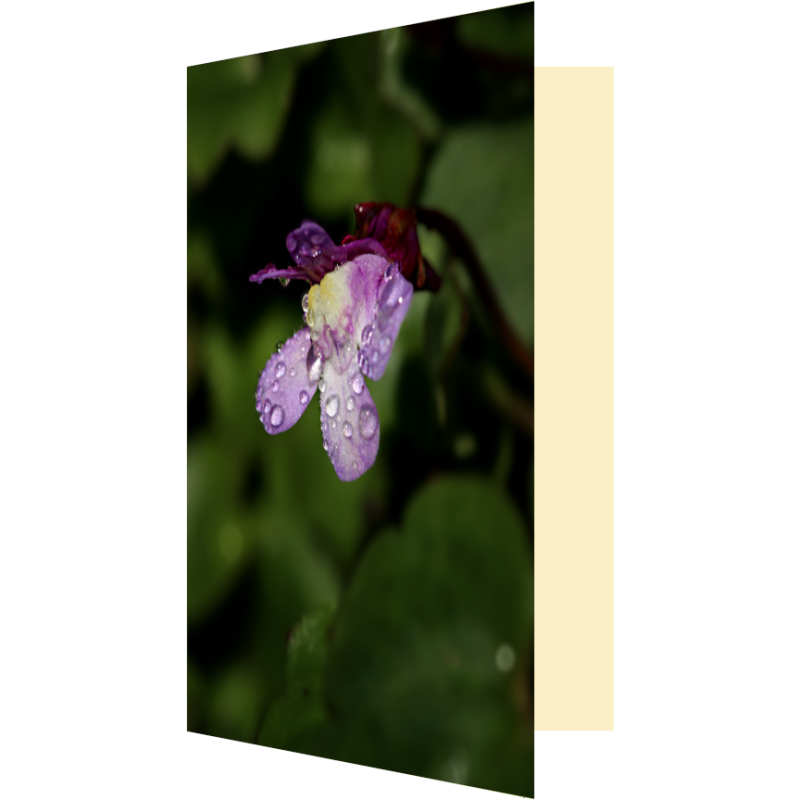 Carte fleur de cymbalaire et gouttes d'eau