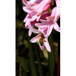 Carte abeille et jacinthe