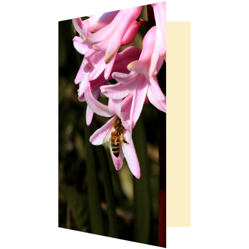 Carte abeille et jacinthe