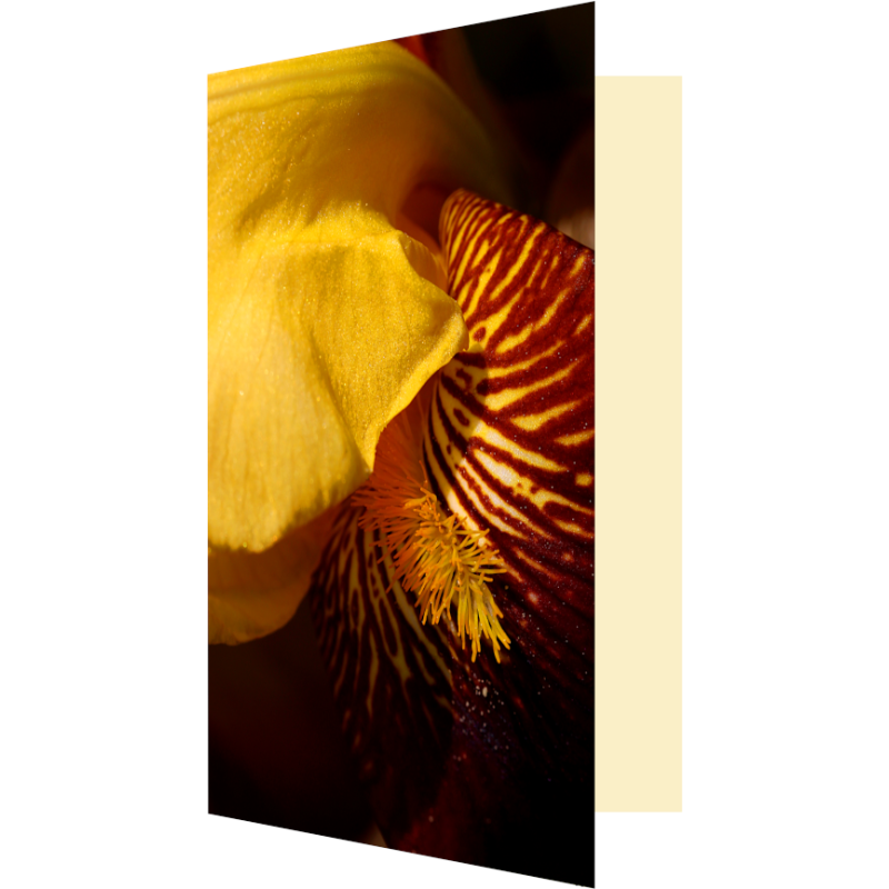 Carte fleur d'iris