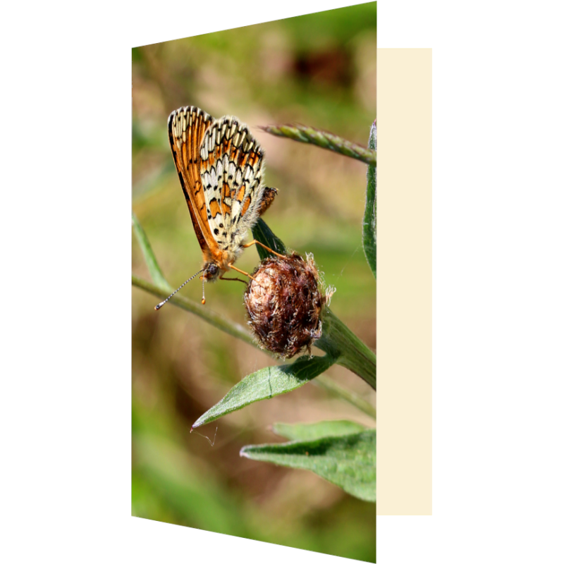 Carte papillon et centaurée