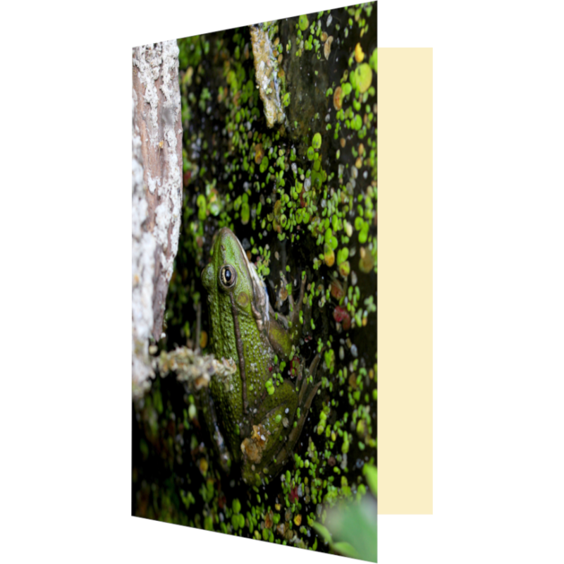 Carte grenouille cachée