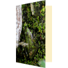Carte grenouille cachée
