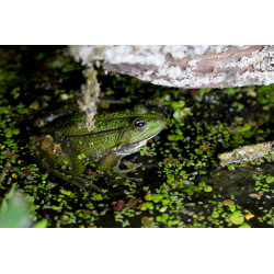 Carte grenouille cachée