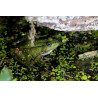 Carte grenouille cachée