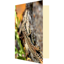 Carte lézard à la tache bleue