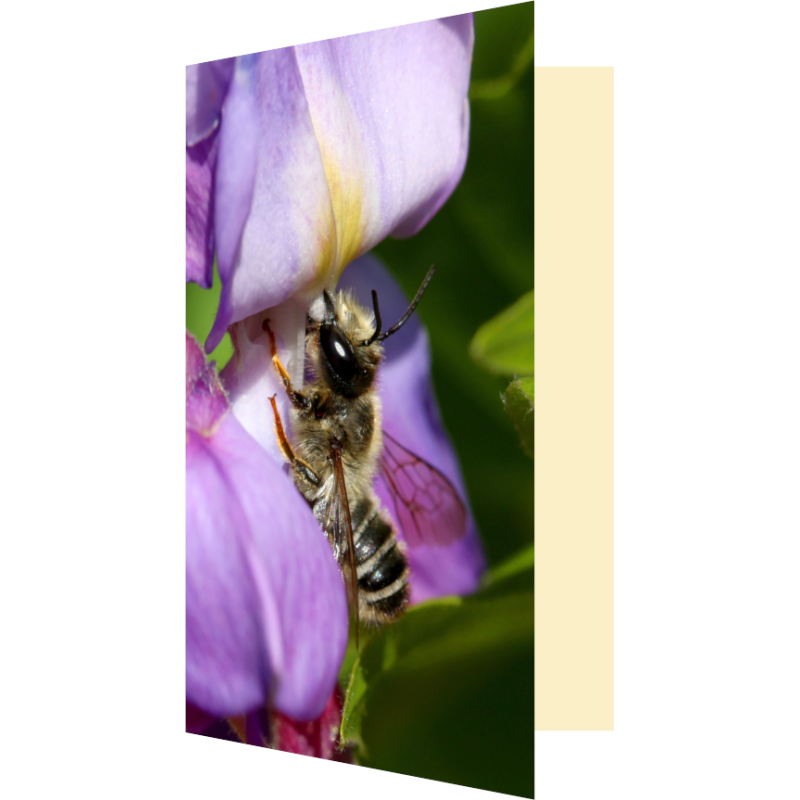 Carte abeille solitaire et glycine