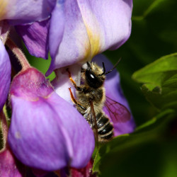 Carte abeille solitaire et glycine
