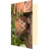 Carte chaton timide