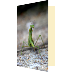 Carte mante religieuse...