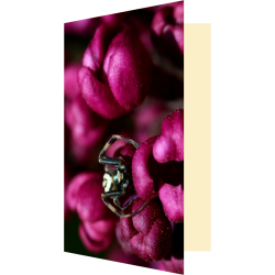 Carte araignée et lilas