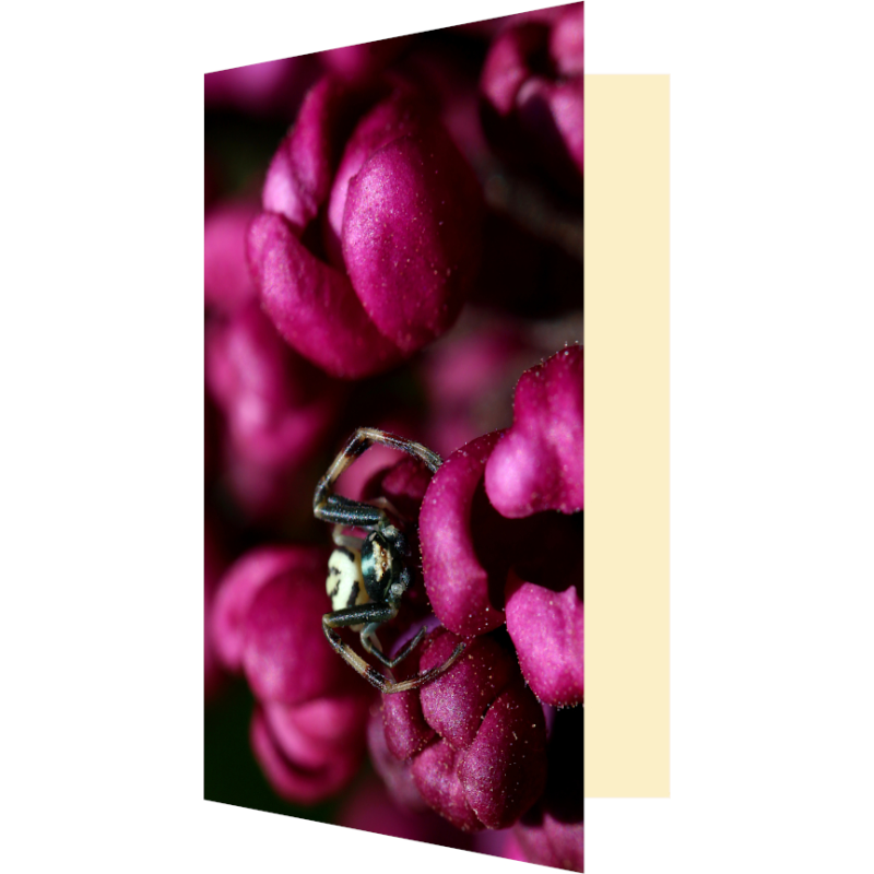 Carte araignée et lilas