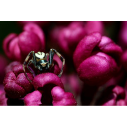 Carte araignée et lilas