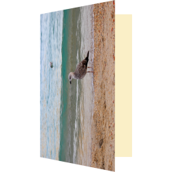 Carte goéland pensif