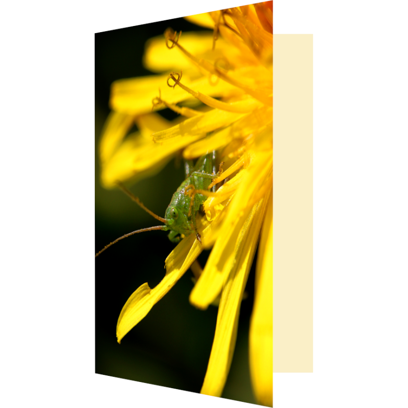 Carte sauterelle et pissenlit